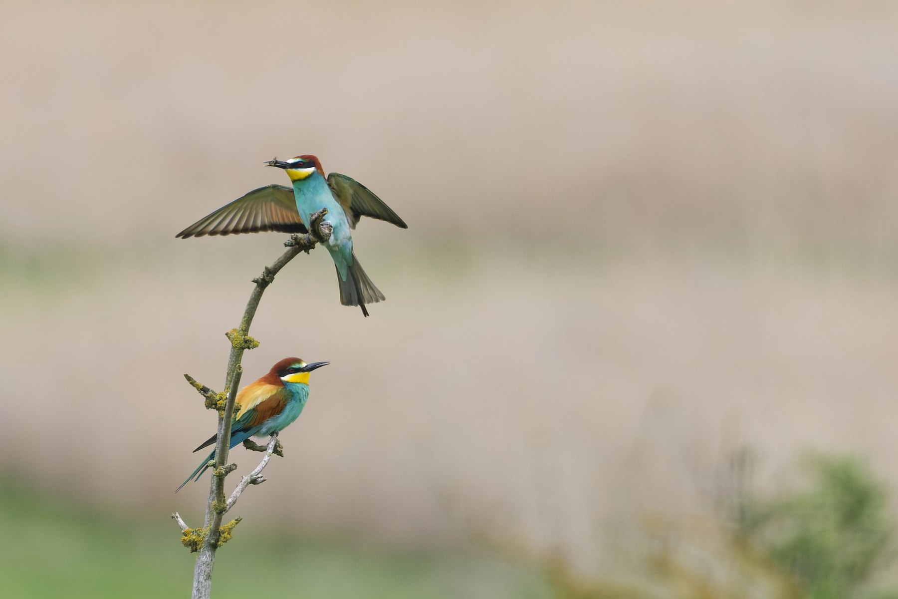 Bienenfresser · Merops apiaster