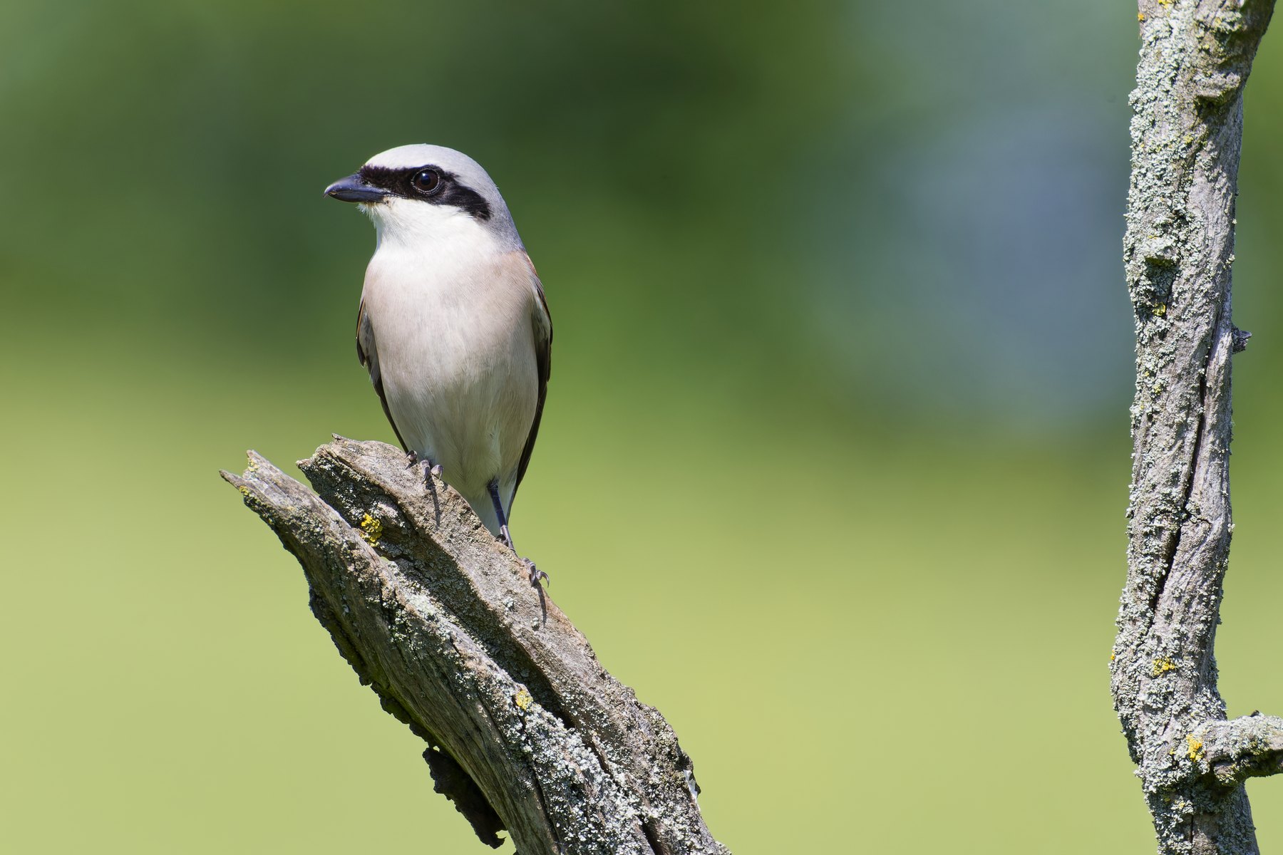 Neuntöter · Lanius collurio