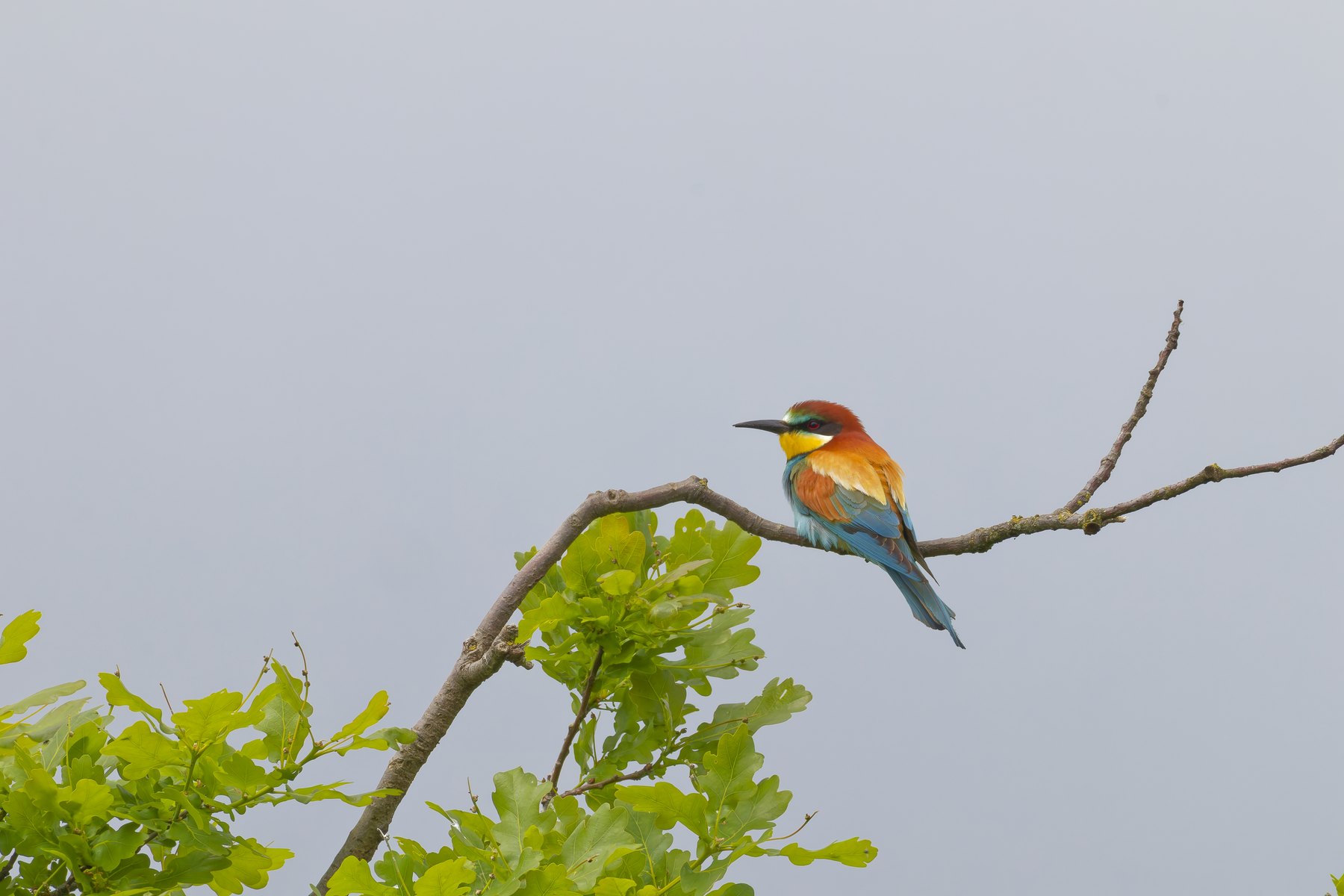 Bienenfresser · Merops apiaster