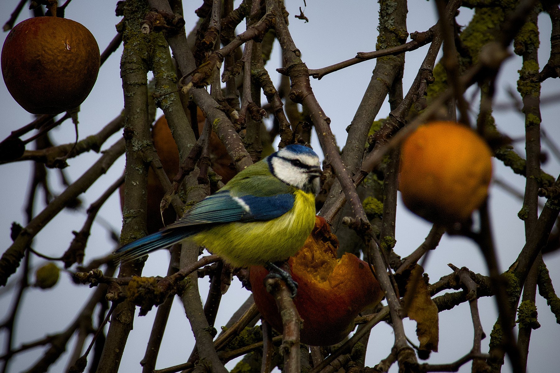 Blaumeise · Cyanistes caeruleus