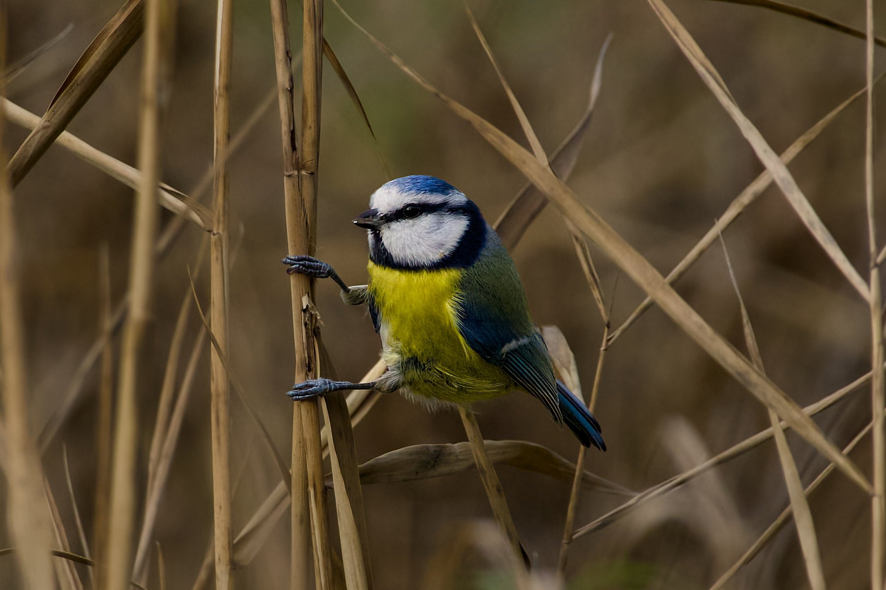 Blaumeise · Cyanistes caeruleus