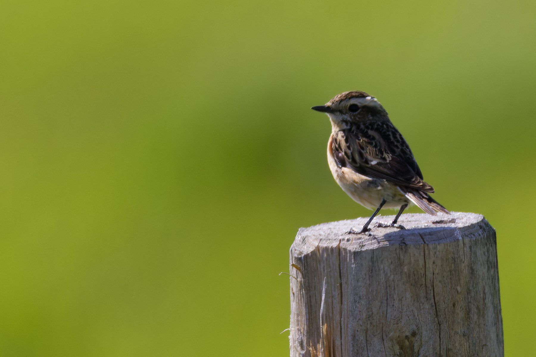 Braunkehlchen · Saxicola rubetra