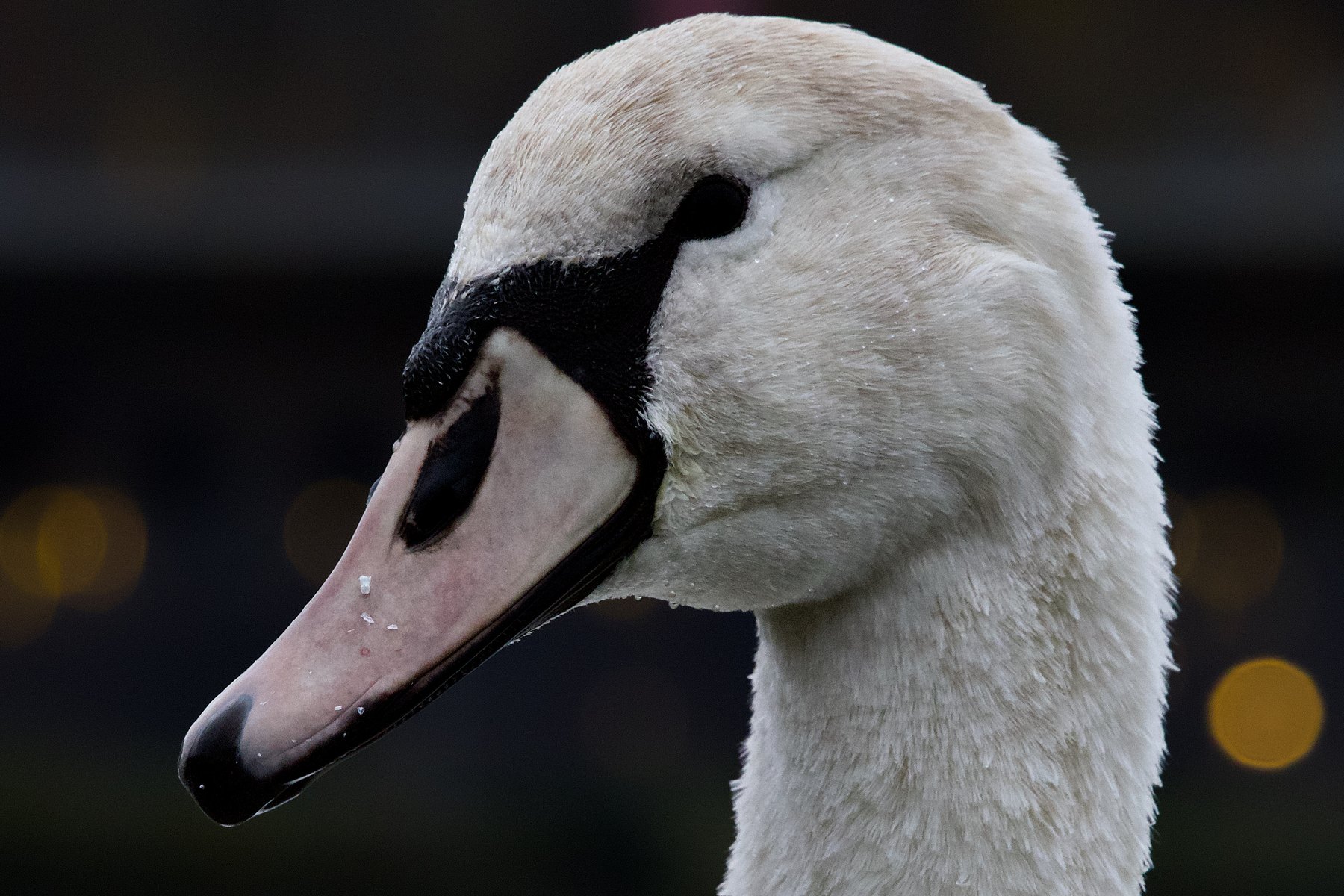Höckerschwan · Cygnus olor
