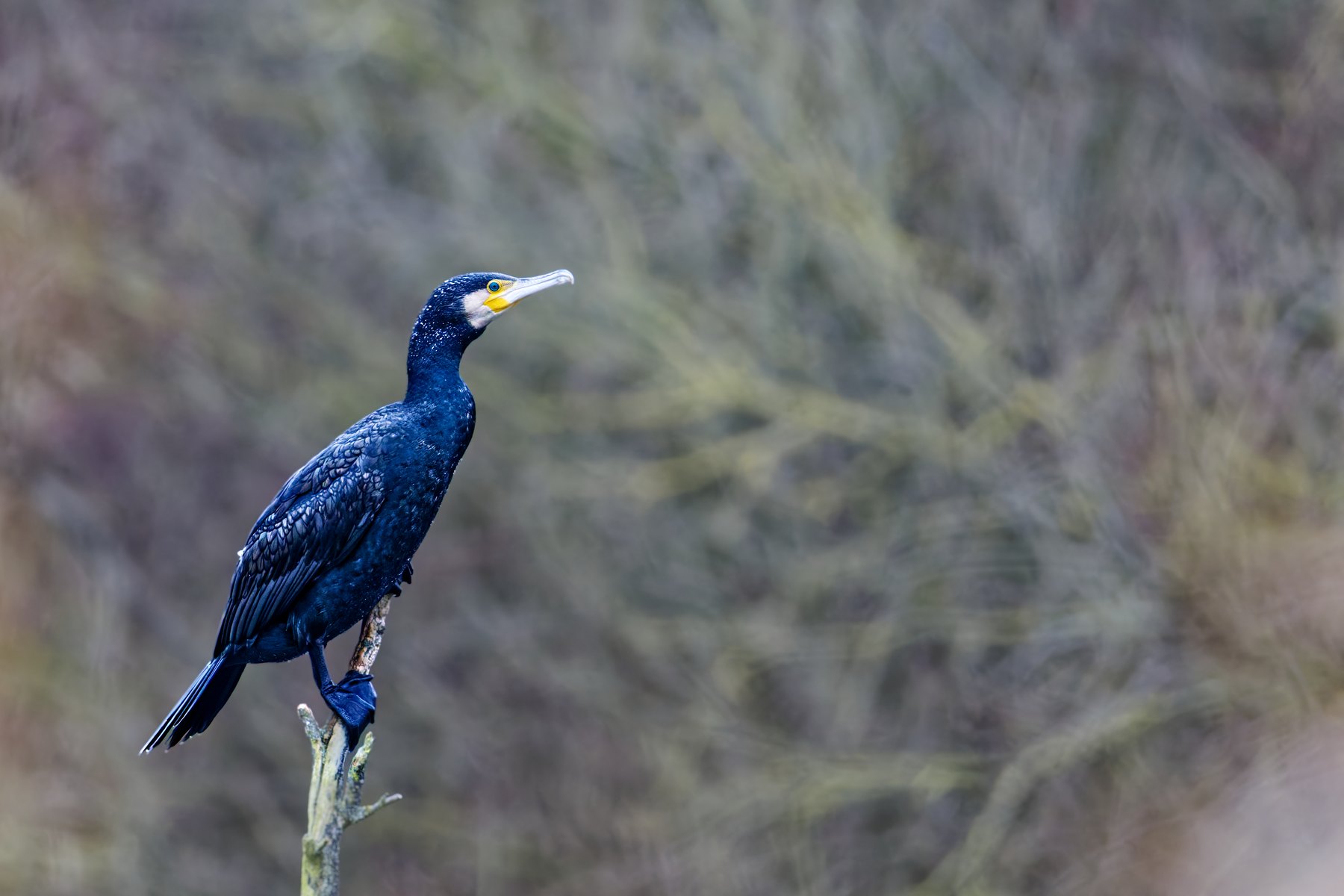 Kormoran · Phalacrocorax carbo