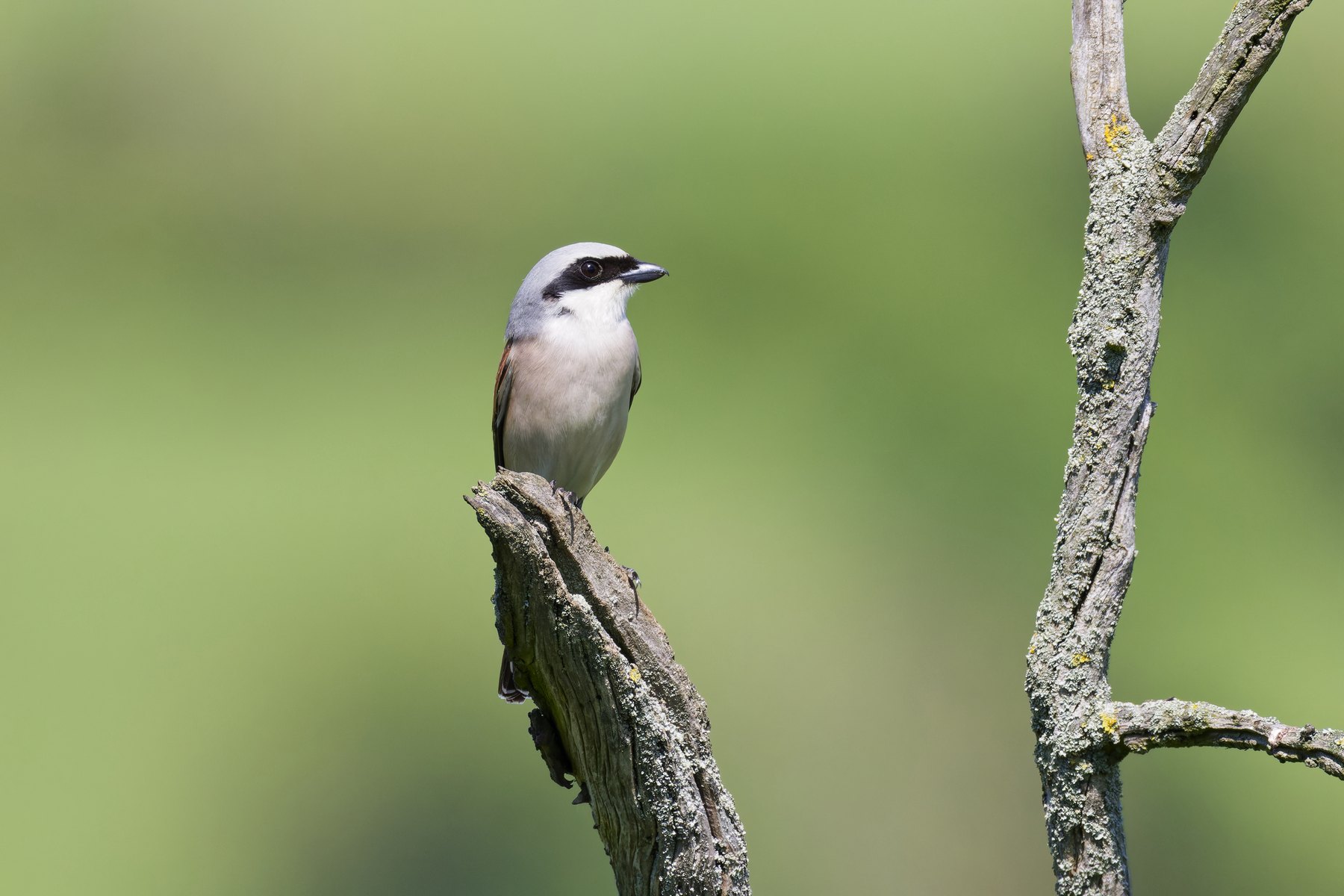 Neuntöter · Lanius collurio