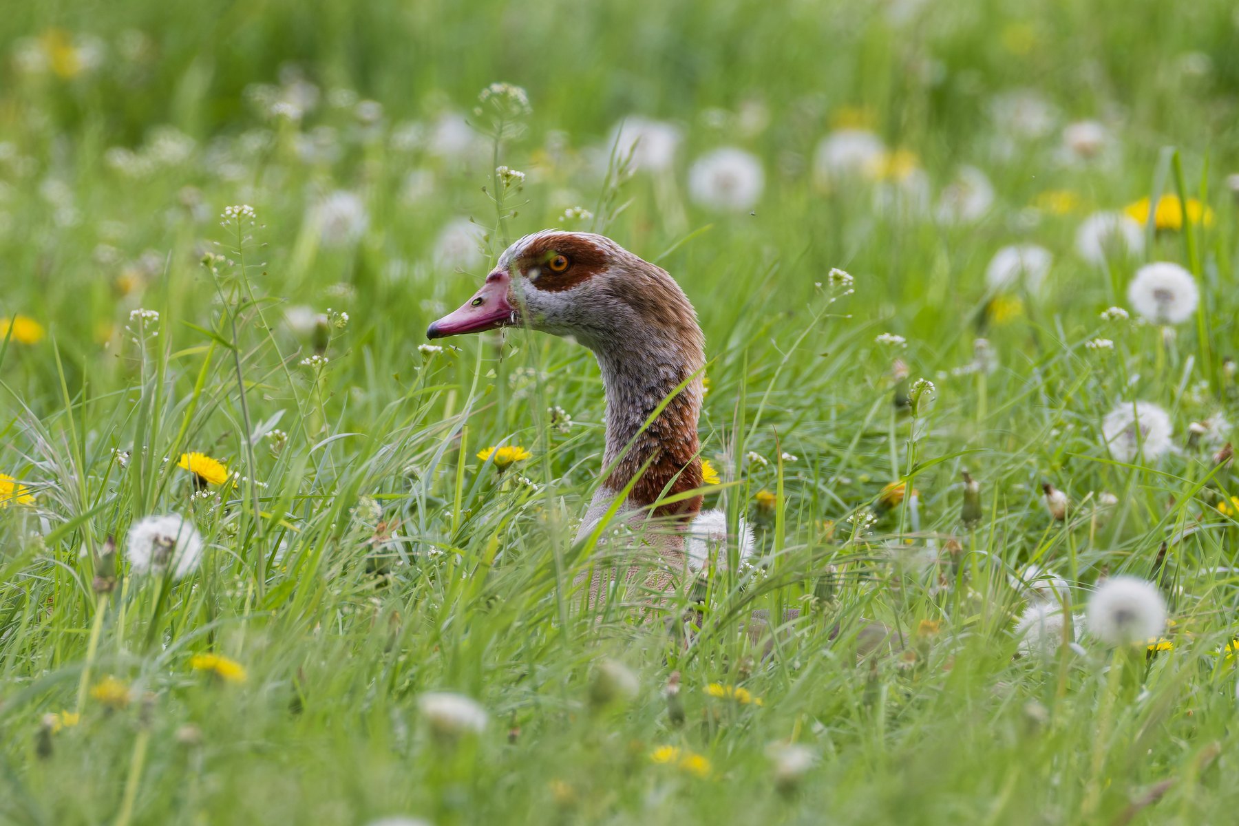 Nilgans · Alopochen aegyptiaca