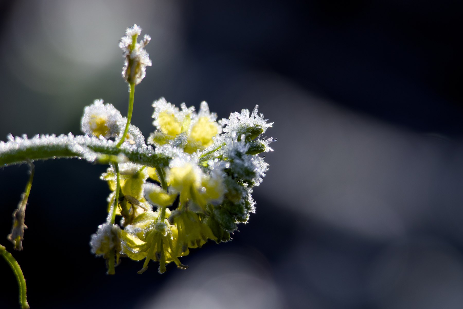 Raureif am Morgen