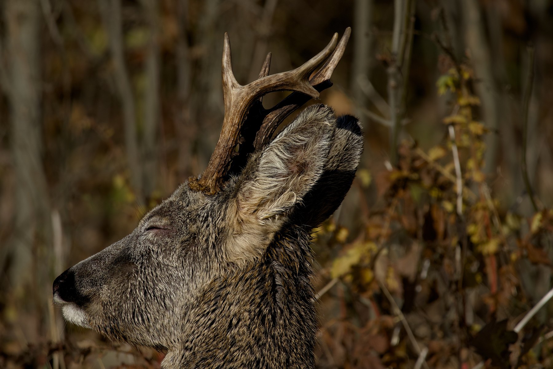 Reh · Capreolus capreolus