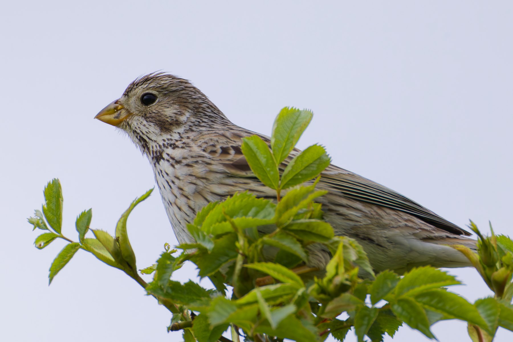 Rohrammer · Emberiza schoeniclus