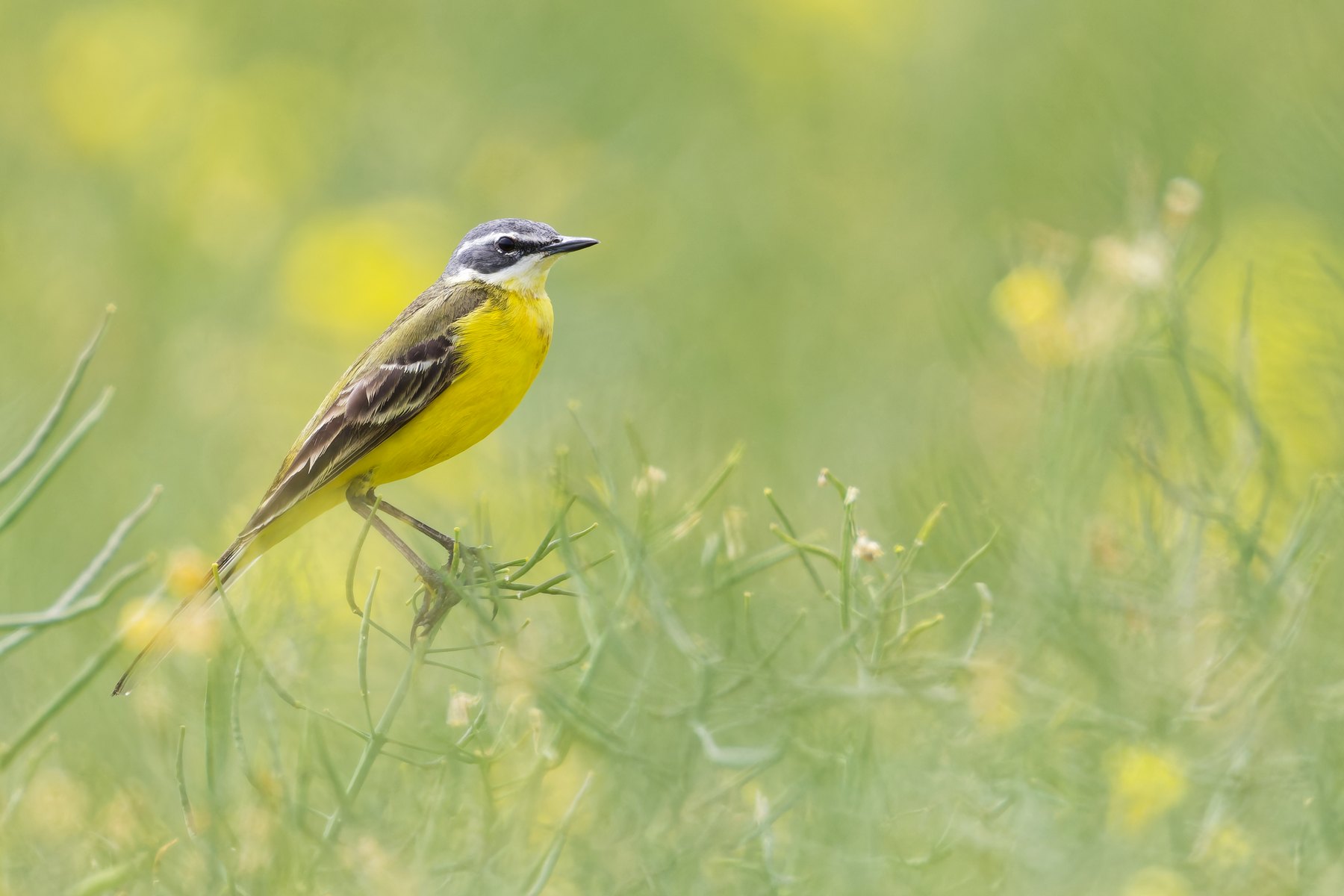 Schafstelze · Motacilla flava