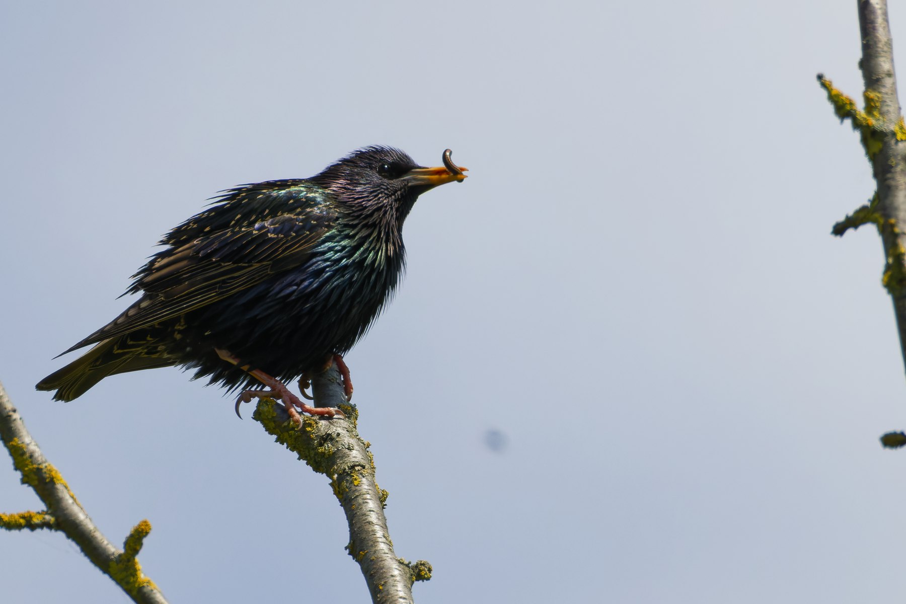 Star · Sturnus vulgaris