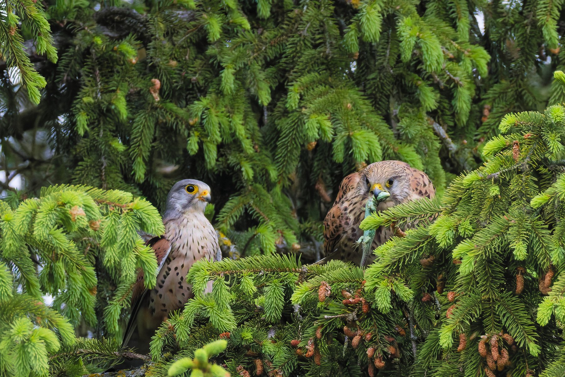 Turmfalke · Falco tinnunculus